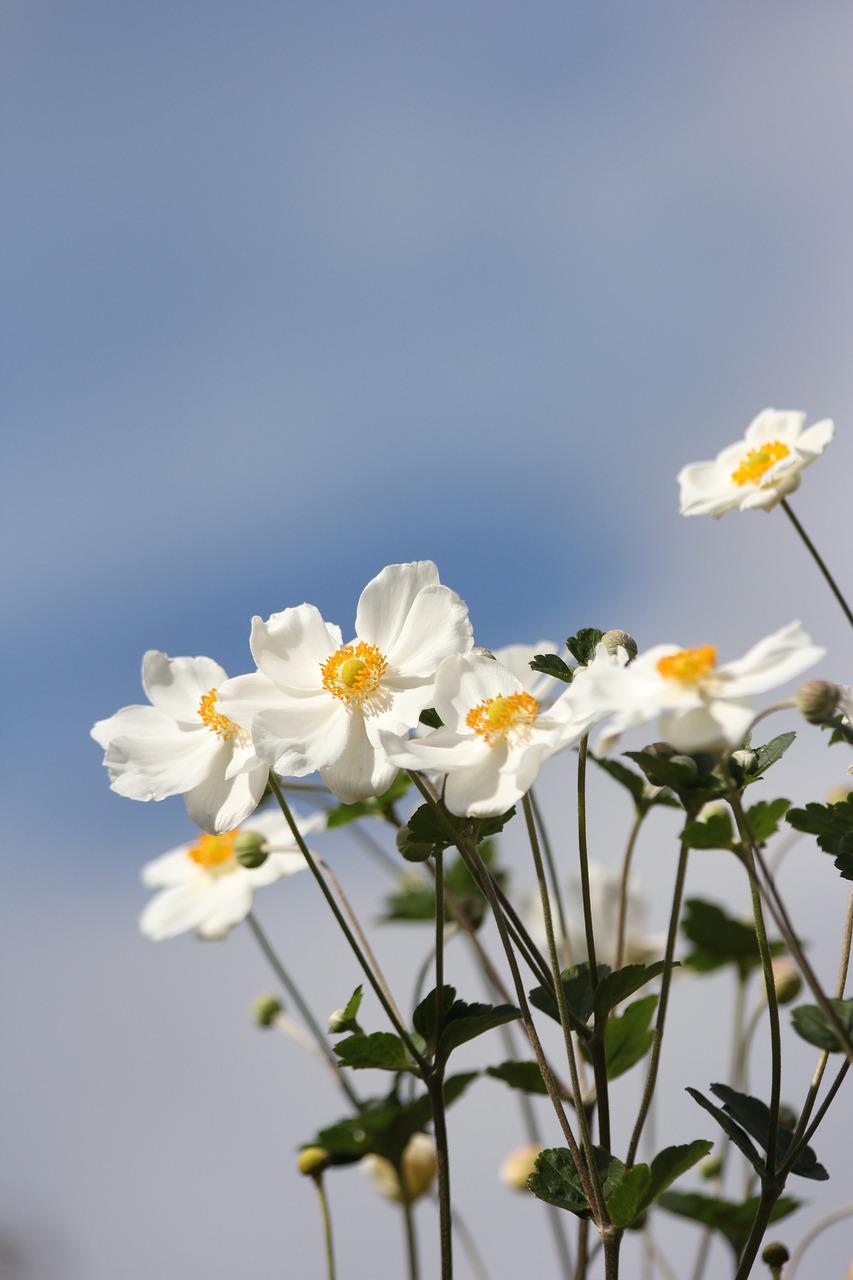 dahlia, flowers, white-4373144.jpg