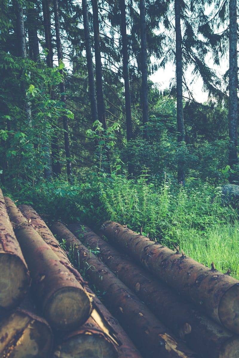 A tranquil forest setting with logs stacked in the foreground, showcasing nature's beauty.