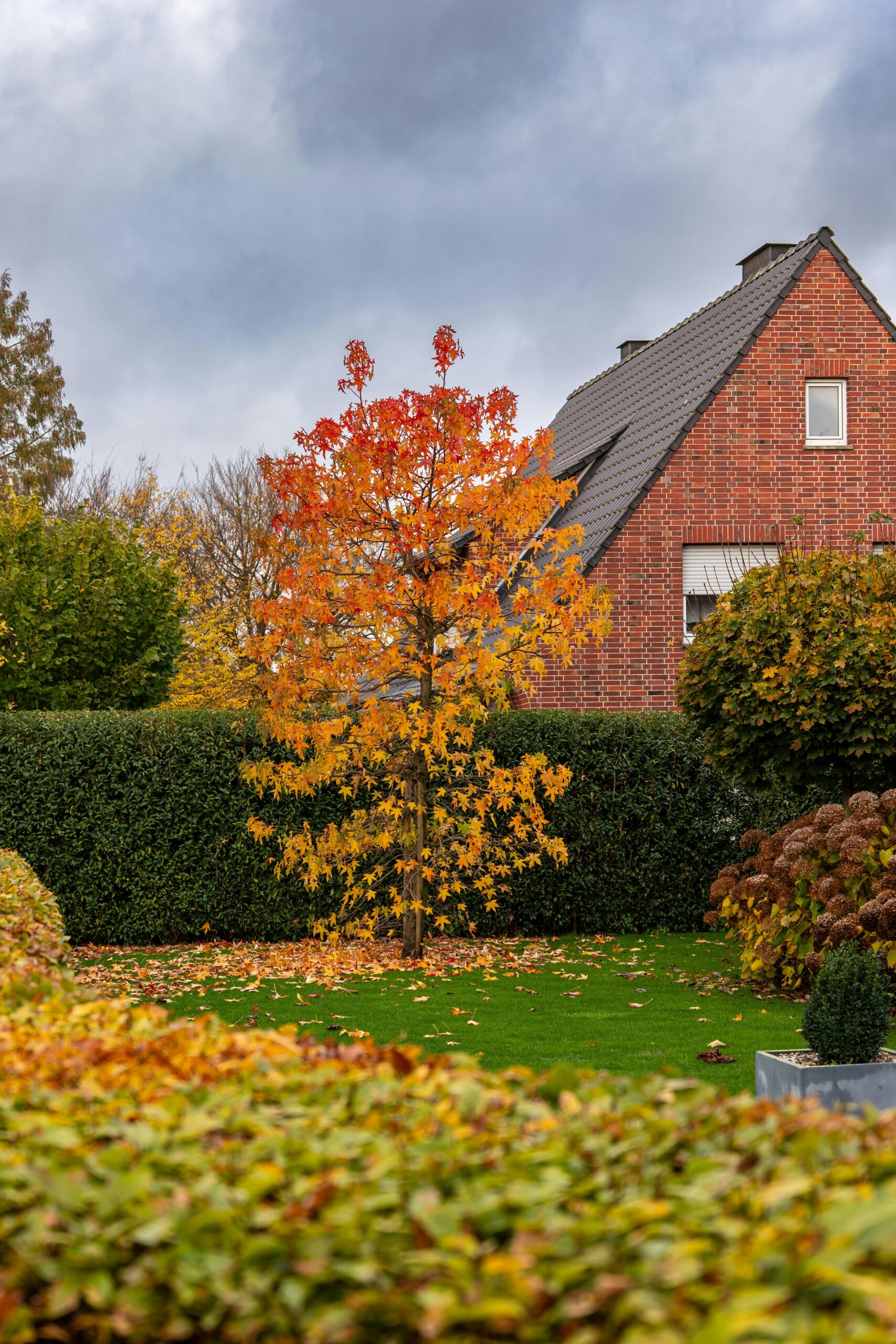 Colorful autumn tree in a residential garden with a brick house backdrop.
