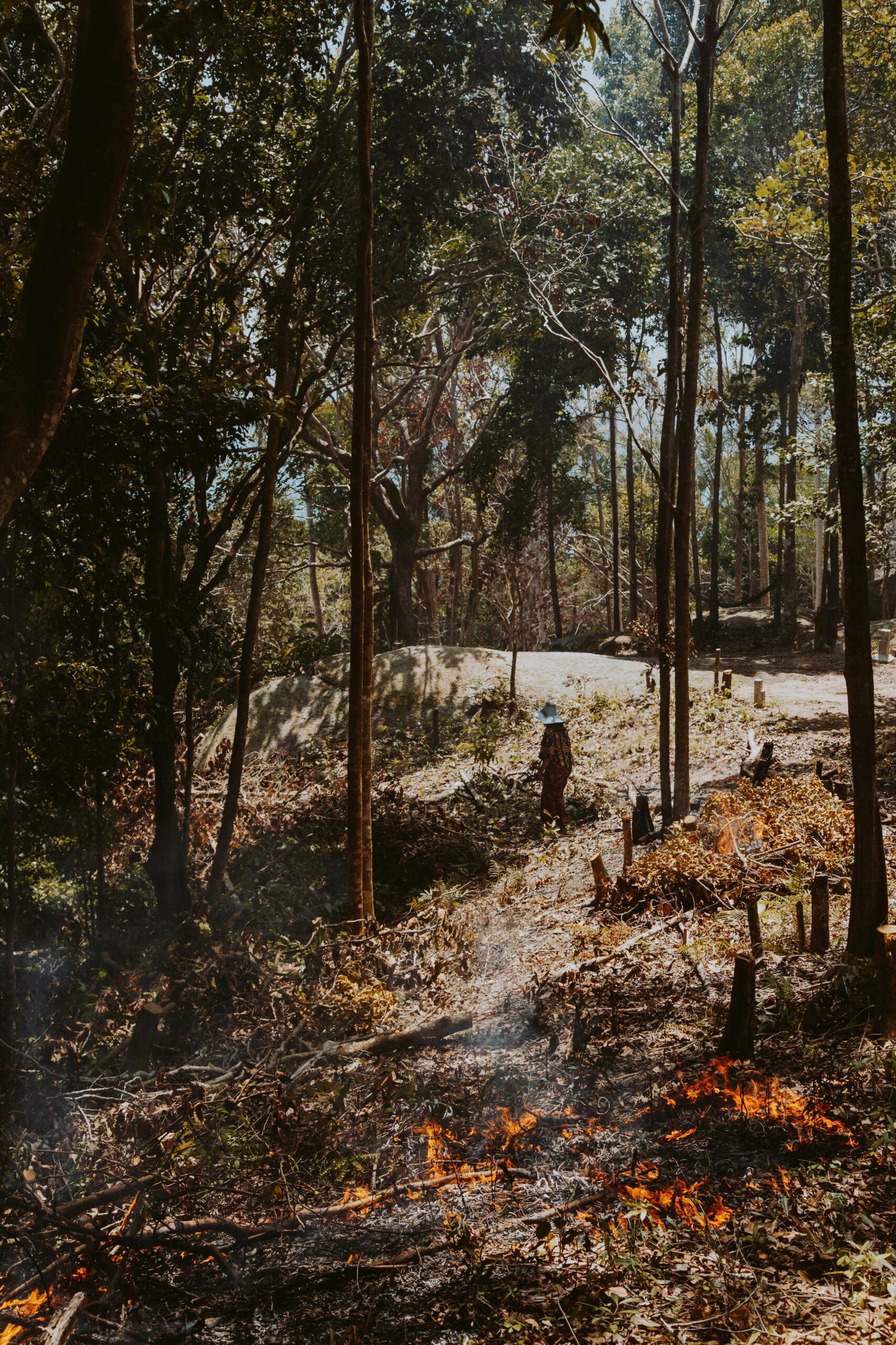 A forest fire burning in a woodland area with a person managing the controlled blaze.